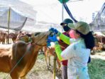 sapi surabaya